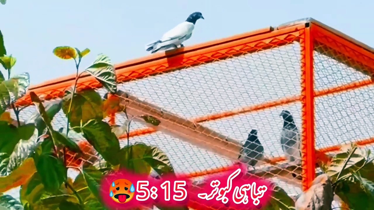 Dubai pigeon landing #kabootar