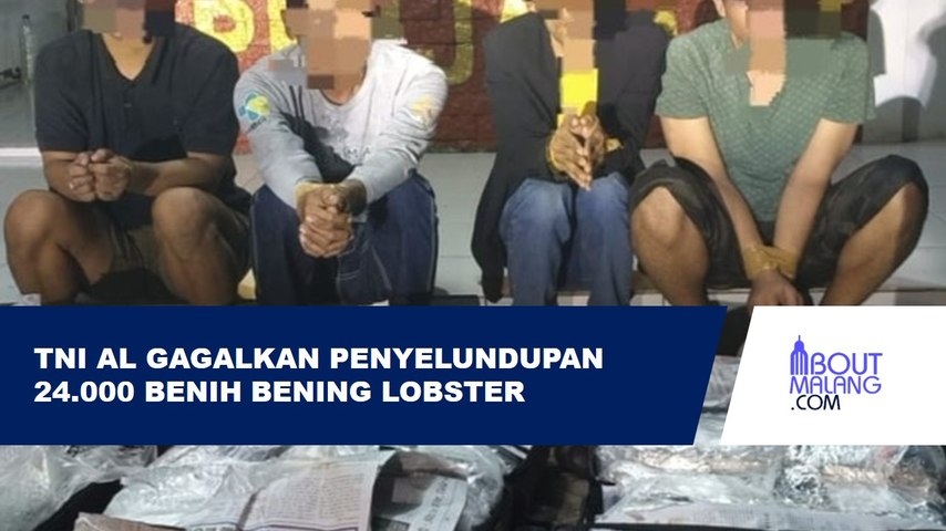 TNI AL GAGALKAN PENYELUNDUPAN 24.000 BENIH LOBSTER