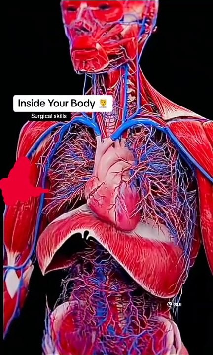 Human body