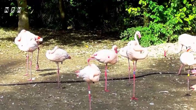 Relaxing film Soothing Relaxation -5 with beautiful nature, birds, flowers, peaceful animals and mind blowing stress relief relaxing music.