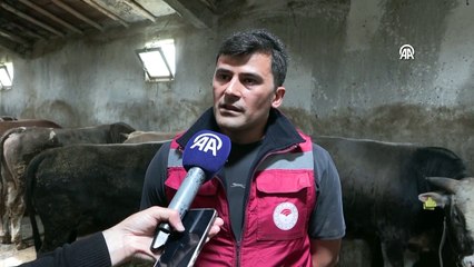 Van'dan batıdaki illere kurbanlık sevkiyatı sürüyor