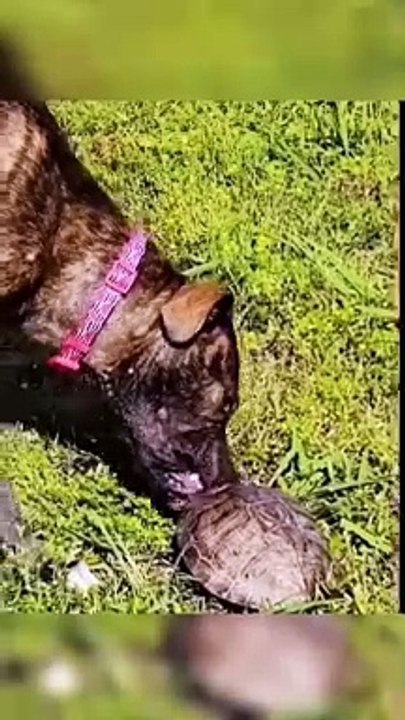 Funny animals video 2