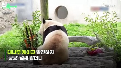 [씬속뉴스] 푸바오 중국생활 두 달 만에 첫공개…죽순 먹방하며 "오랜만이에요"