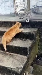 Cute and cat funny||cat funny vedio
