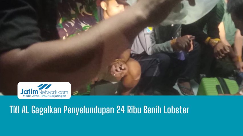 TNI AL Gagalkan Penyelundupan 24 Ribu Benih Lobster