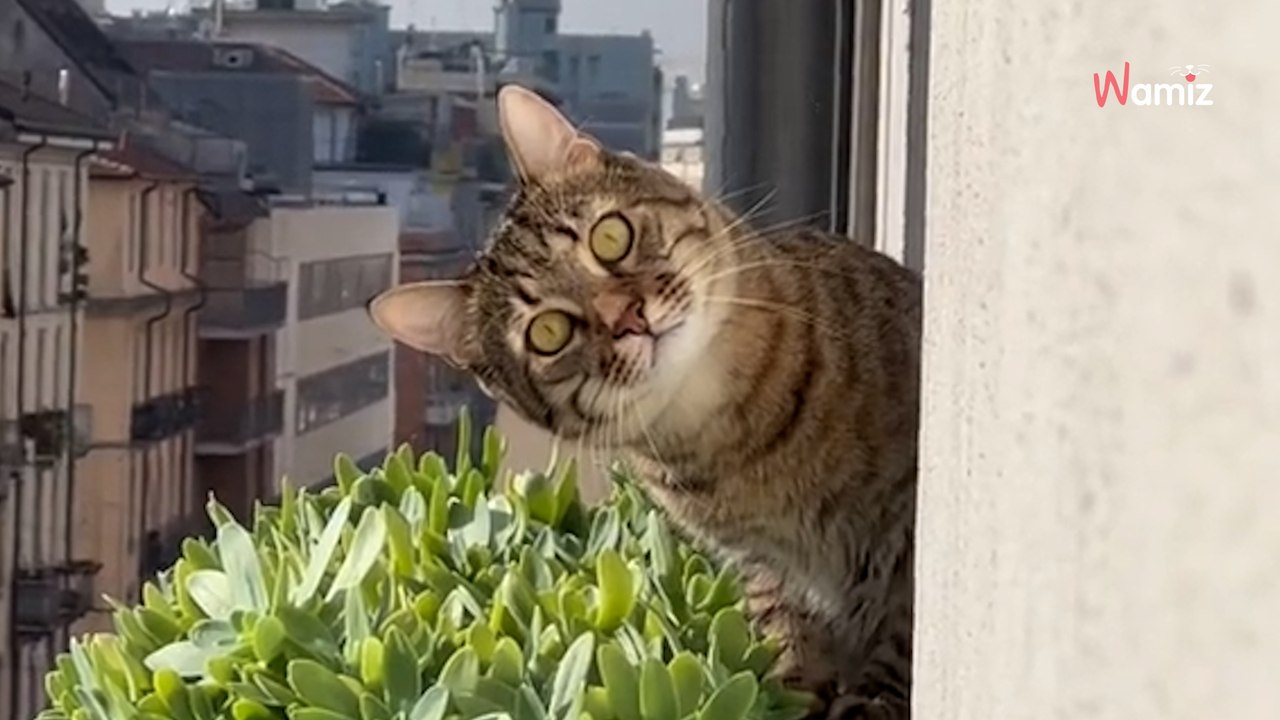 Irres Video von Psycho-Nachbarskatze wird bei jedem Ansehen witziger!