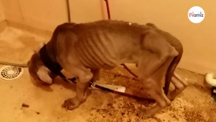 Gerichtsvollzieher dringt ins Badezimmer  ein und erstarrt, als er in die Badewanne schaut