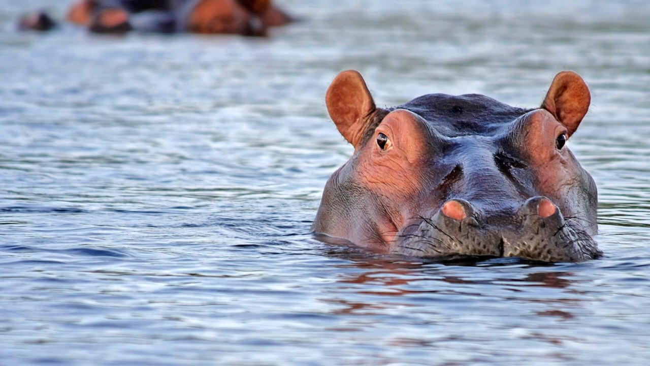 Les merveilles du corps animal