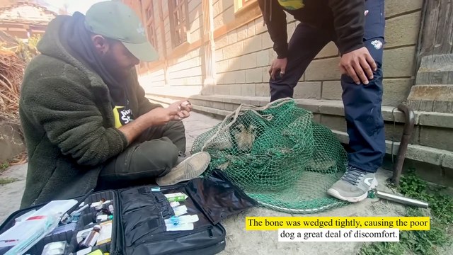 A stray dog with a bone stuck in its mouth is saved by rescuers