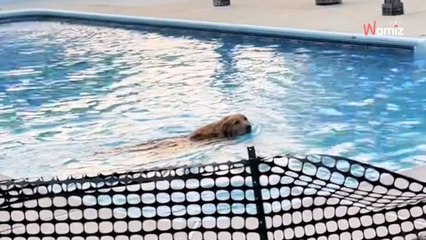 "¡Oye!": golden retriever tiene una actitud en su jardín que ha hecho reír a más de 2 millones de internautas