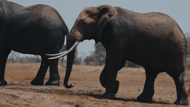 Une étude suggère que les éléphants utiliseraient des « noms » entre eux