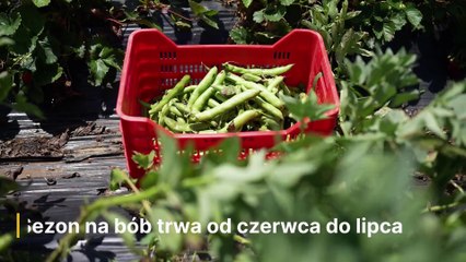 Wszystko o Bobie 🧸