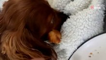 Video. La Bassotta gli ruba il cornetto: filma il tentativo di negoziazione per riaverlo!