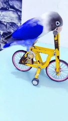 Parrot driving cycle and doing tricks