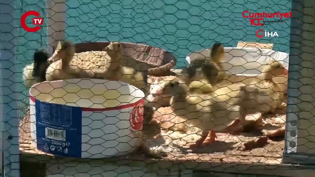 Bu da yüzen kümes! Ördekleri için denizde yüzen kümes yaptı