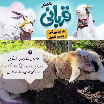 قربانی کا جانور خریدنے سے پہلے یہ چیزیں ضرور دیکھیں