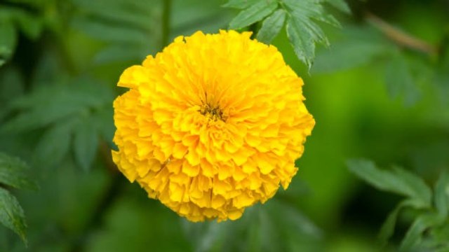 Todavía Puedes Plantar Estas 5 Flores De Verano