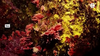Hallan hidrocorales rojos al sur de Chile, en el punto más al sur en el que han sido encontrados