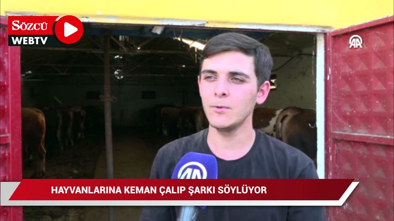 Güzel sanatlar lisesi mezunu besici hayvanlarına keman çalıp şarkı söylüyor