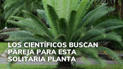 Los científicos buscan pareja para esta solitaria planta