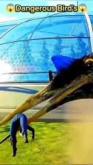 Dangerous birds