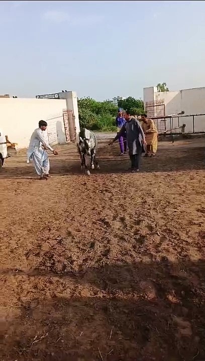 Horse dancing 