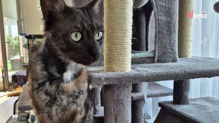 Percuté par une voiture et laissé pour mort au bord de la route, ce jeune chat rescapé attend maintenant une famille