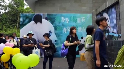 Spiedini di frutta fresca per il compleanno del panda Xiang Xiang