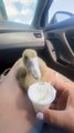 Baby Geese Dips Face Into Cream Cup