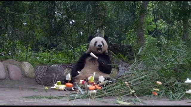 Spiedini di frutta fresca per il compleanno del panda Xiang Xiang