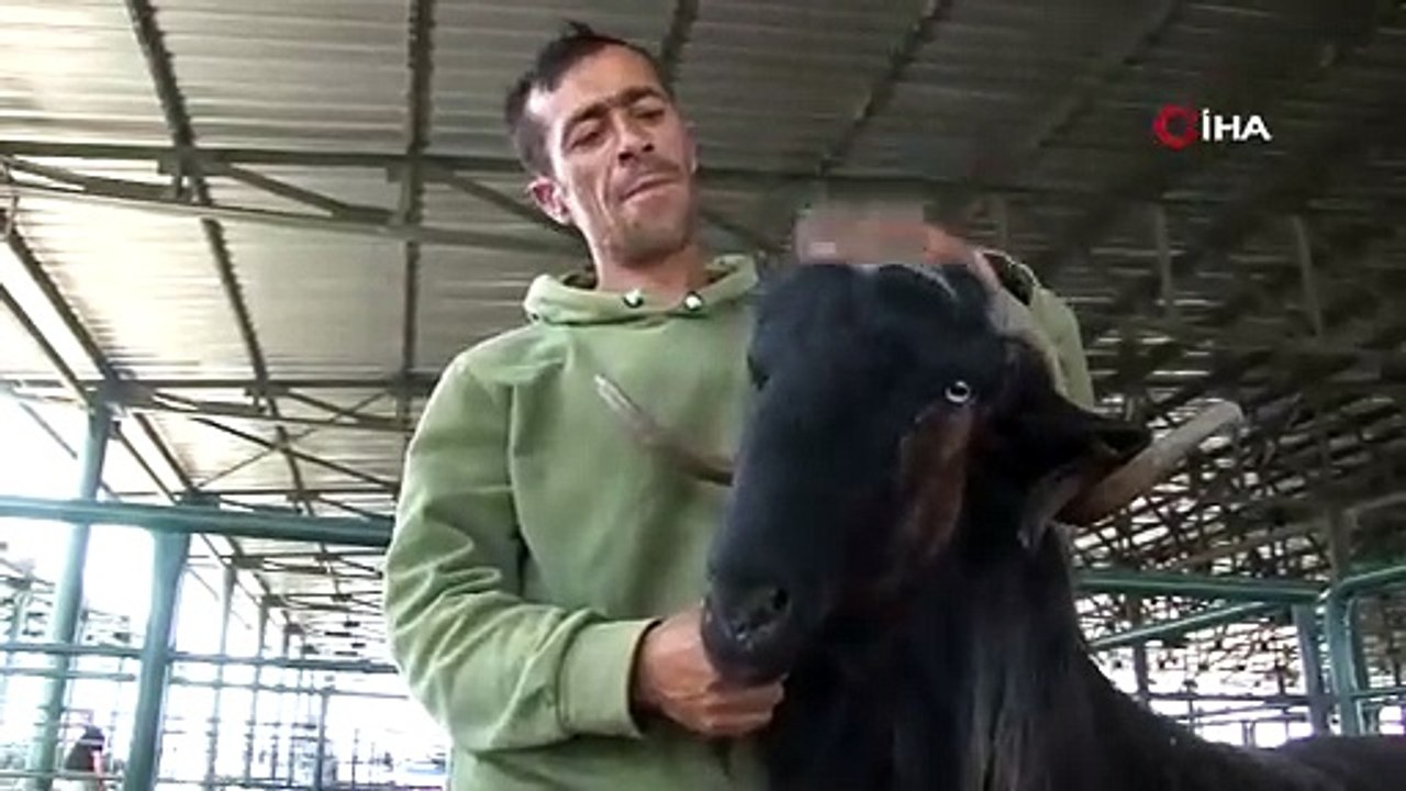 Minik devi gören inanamıyor: Kurbanlık keçi danalara rakip oldu