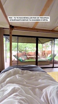 Quand un troupeau d’éléphants vient de réveiller depuis ta chambre d’hôtel