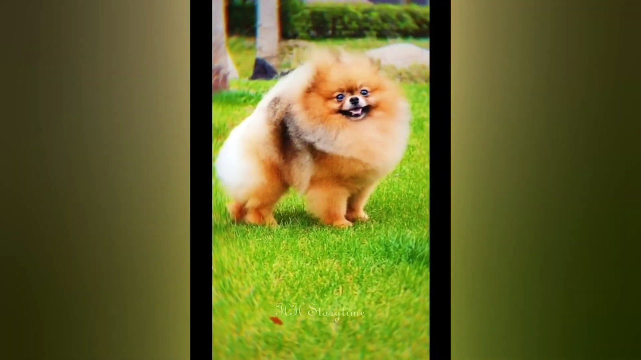 You Laugh You Lose  Funniest Dogs and Cats 2024  11.6