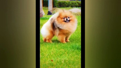 You Laugh You Lose  Funniest Dogs and Cats 2024  11.6