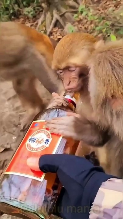 monkey drinking wine   | Funny Animal | Cute Animals