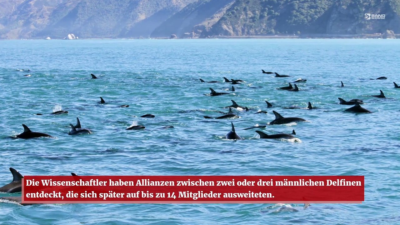 Junge männliche Delfine verlassen sich auf Freunde, um das andere Geschlecht auf sich Aufmerksam zu machen