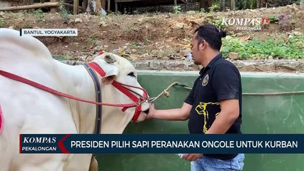 Satrio Bimo, Sapi Pilihan Jokowi untuk Idul Adha