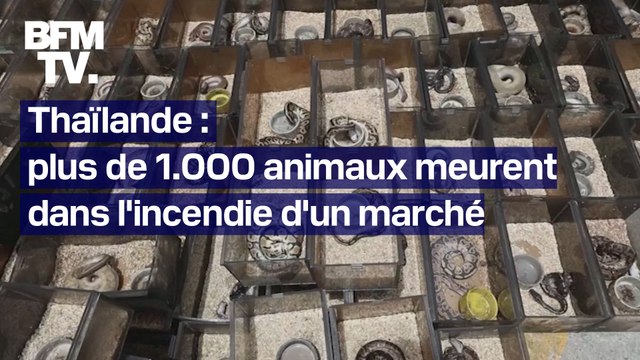 Thaïlande: plus de 1000 animaux exotiques et de compagnie sont morts suite à un incendie sur un marché