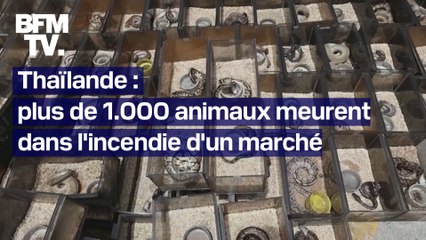 Thaïlande: plus de 1000 animaux exotiques et de compagnie sont morts suite à un incendie sur un marché