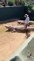 Crocodile handling gone wrong