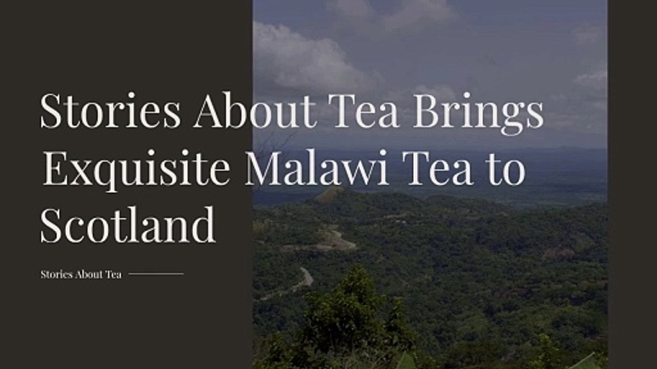 Stories About Tea Brings Exquisite Malawi Tea to Scotland