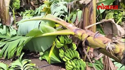 वादळी पावसाने केळी बागा जमीनदोस्त