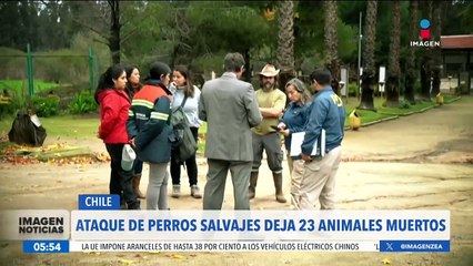 Ataque de perros salvajes deja 23 animales muertos en Chile