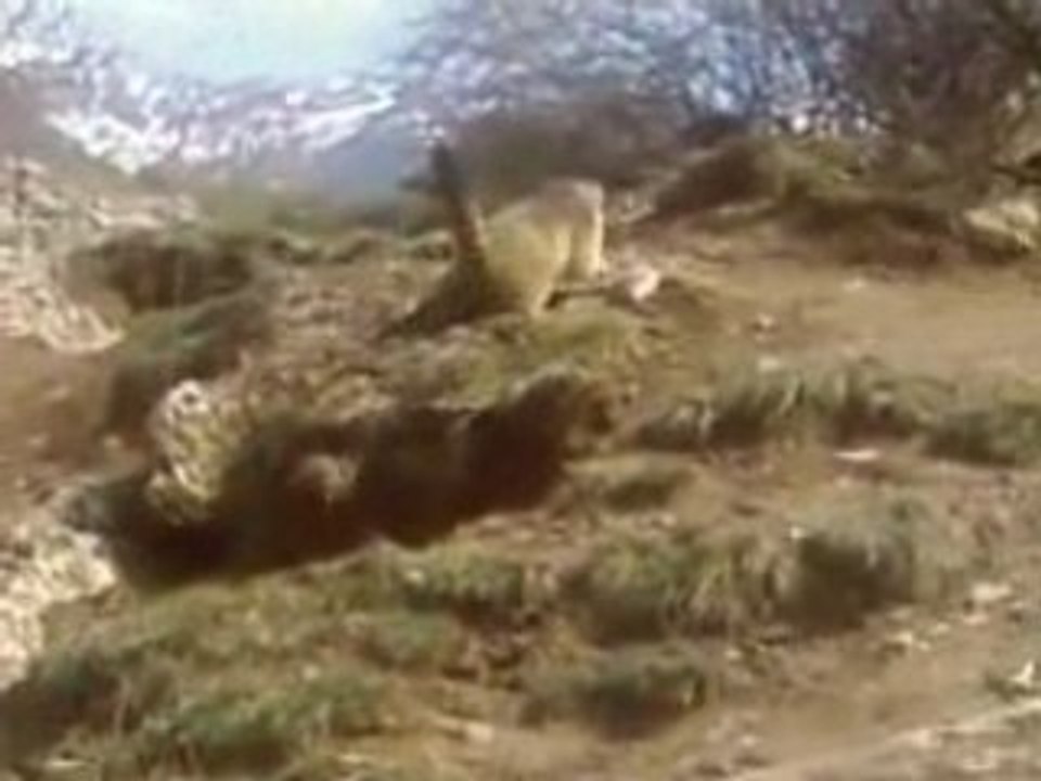 marmottes fighting dans l'isere