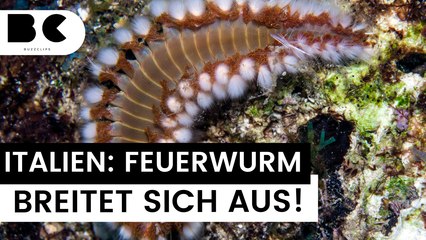 Italien: Giftiger Feuerwurm breitet sich aus