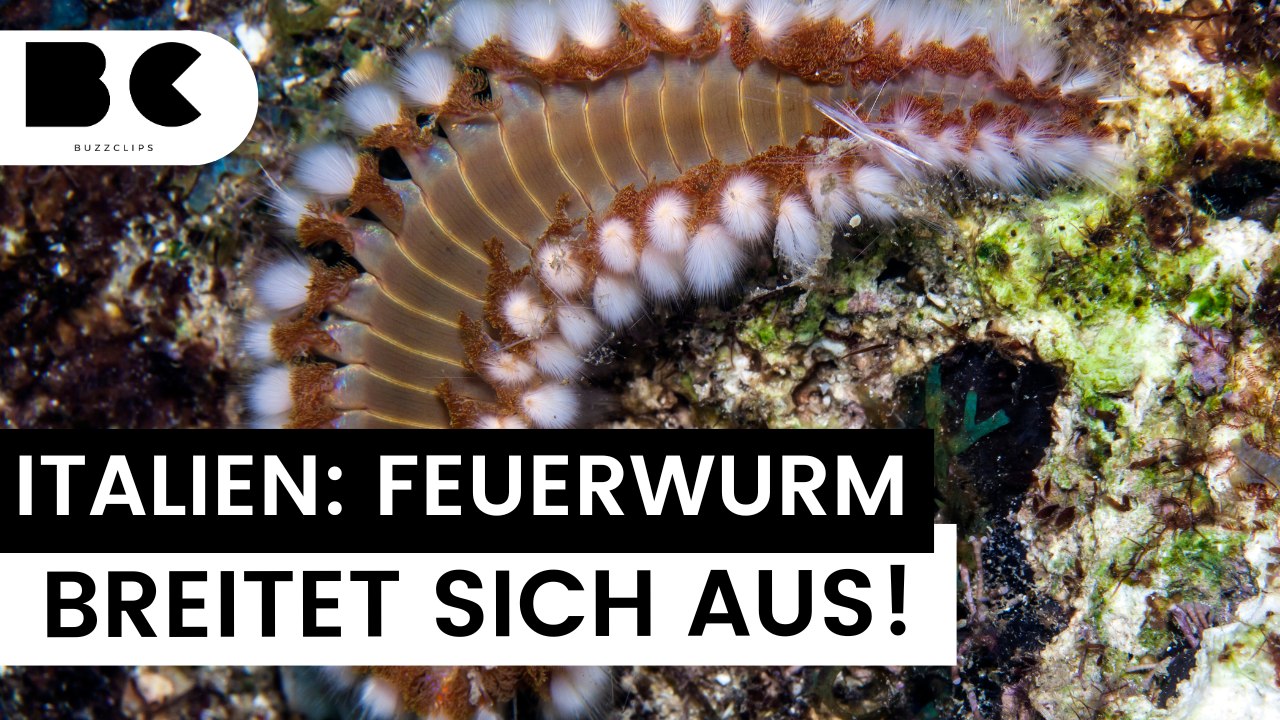 Italien: Giftiger Feuerwurm breitet sich aus