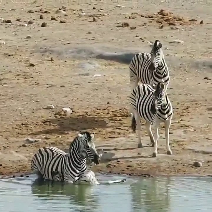 zebra trying to drown a rival foa