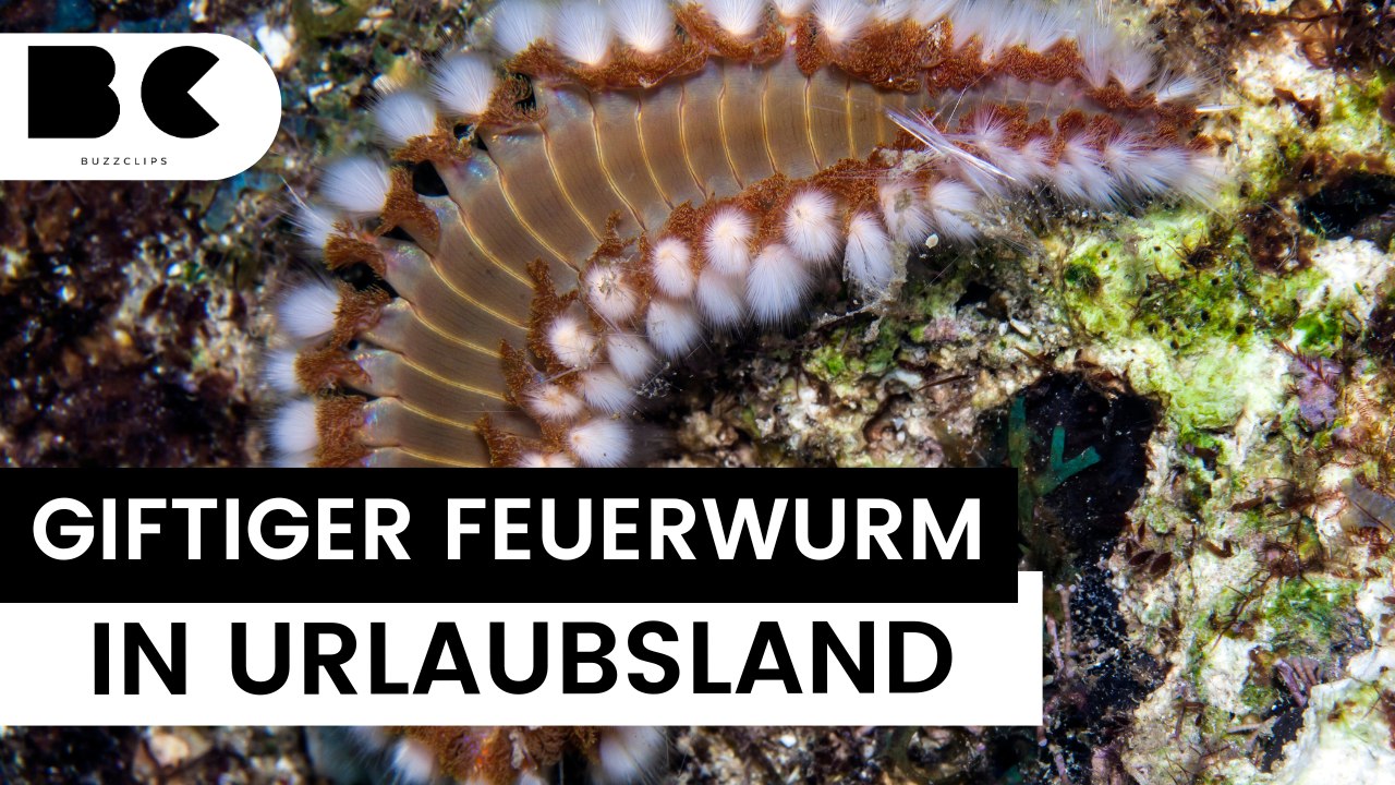 Giftiger feuerwurm breitet sich an mittelmeerküste aus