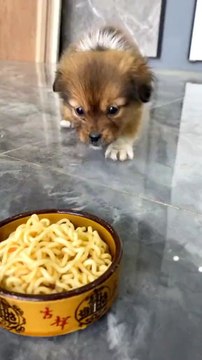 nice dog video plz watch my Chanel subscribe plz