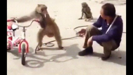 Funniest Monkey  -  cute and funny monkey videos Full HD